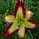 Cliff Diver Daylily